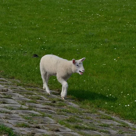 Kleine Krabbe, Vermittlung Nordsee *
